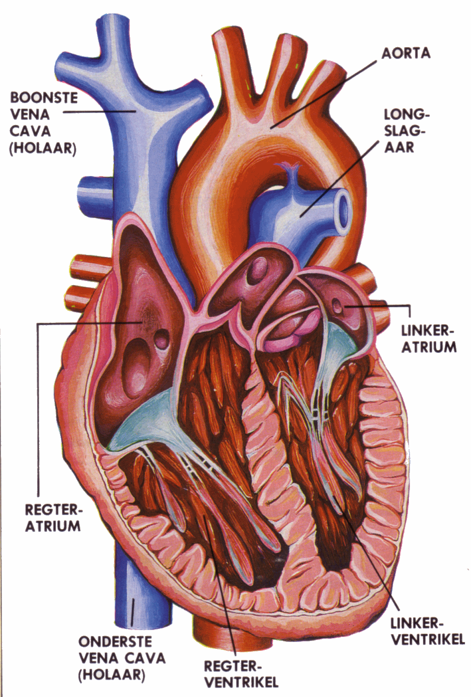 Human body heart | www.oustormcrowd.com
