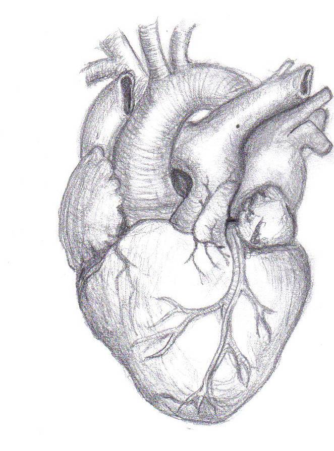 DRAWING OF HUMAN HEART | Drawing Tips 2