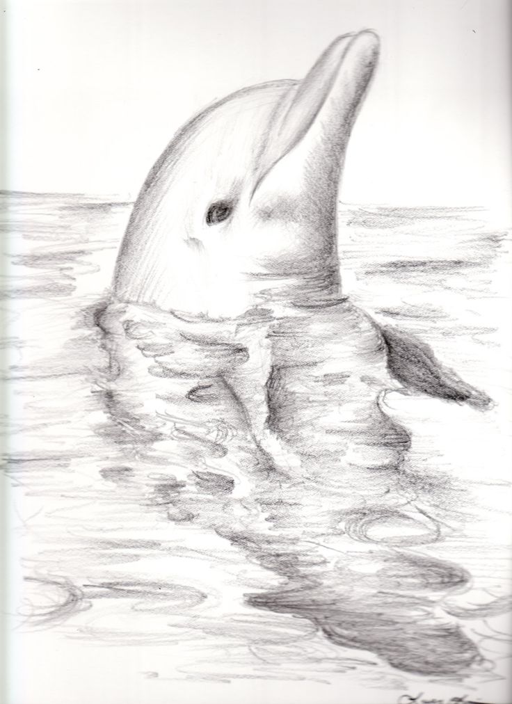 Dolphin drawing | Drawings | Pinterest