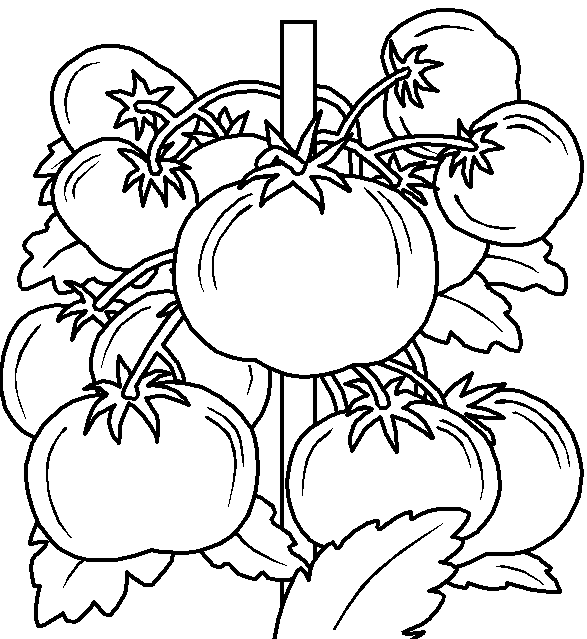 Tomatos Fruit Coloring Pages | Minister Coloring