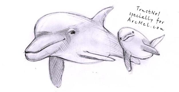 How-to-draw-a-dolphin-step-4.jpg