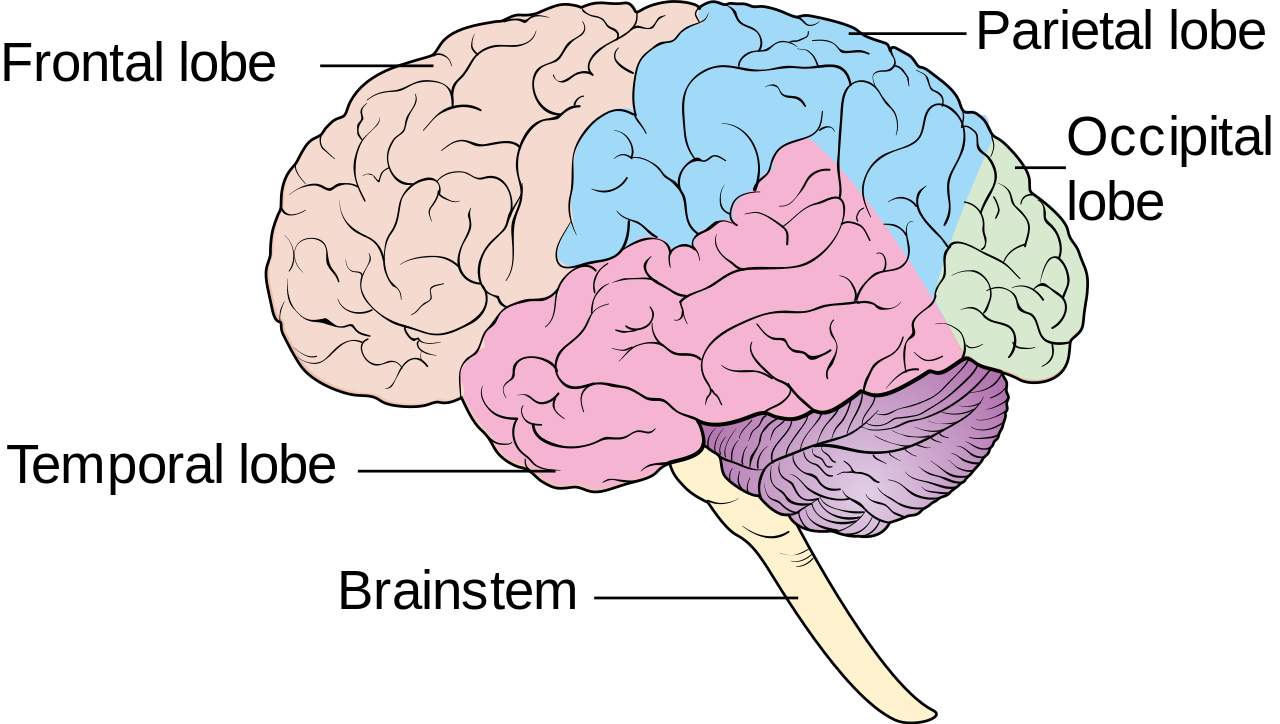 File:Diagram showing the lobes of the brain CRUK 308.svg ...