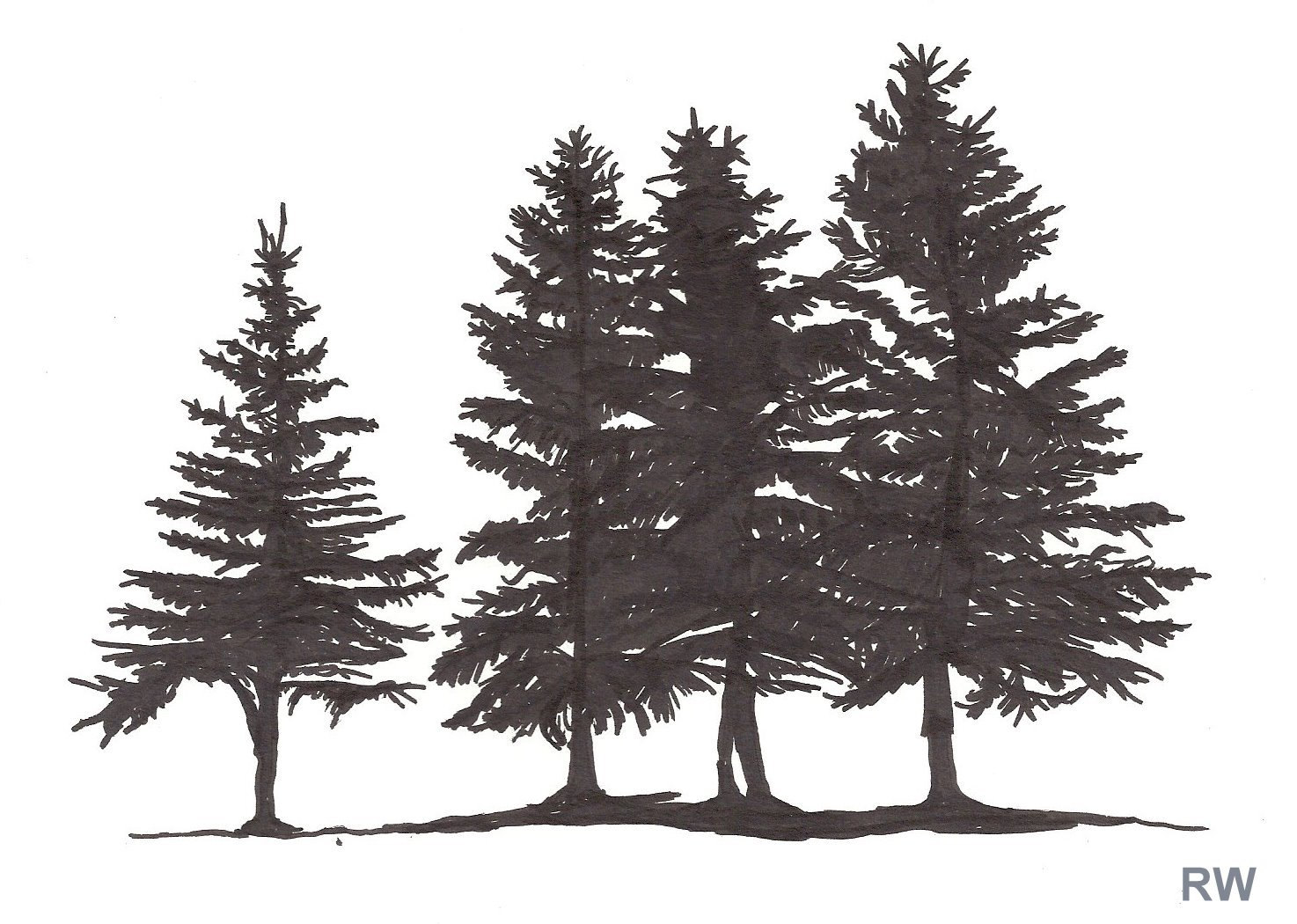 Spruce Trees Ink Drawing SALE by WinterSketching on Etsy