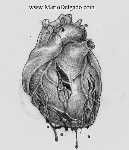 Human Heart Pencil Drawing Zvfax - knowyourliver