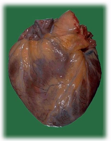 a brief look at the human heart The heart has a left ventricle and a right ventricle their job is to squirt out the blood to the body and lungs running down the middle of the heart is a thick wall of muscle called the septum (say: sep-tum. a brief look at the human heart The heart has a left ventricle and a right ventricle their job is to squirt out the blood to the body and lungs running down the middle of the heart is a thick wall of muscle called the septum (say: sep-tum.