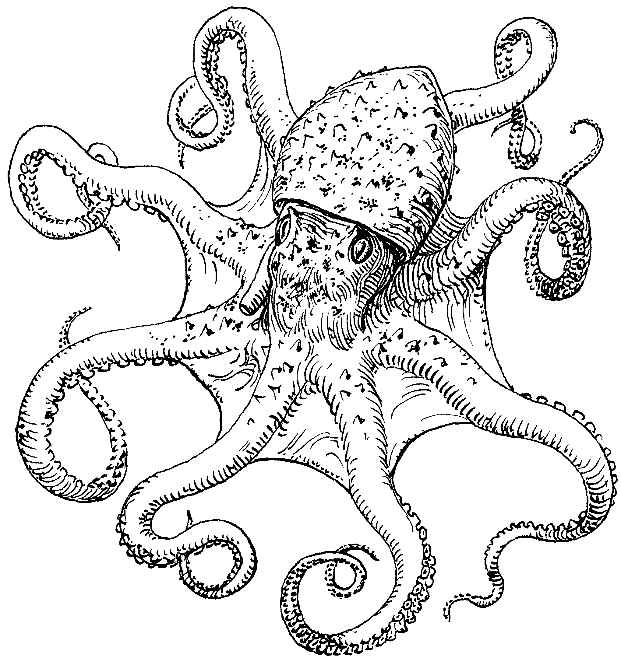 File:Octopus (PSF).png - The Work of God's Children