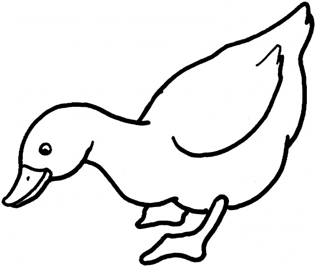 duck coloring page – 621×525 kids coloring pages, printable ...