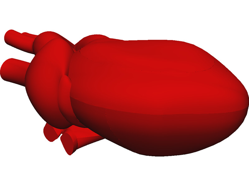 Heart Human 3D CAD Model Download | 3D CAD Browser