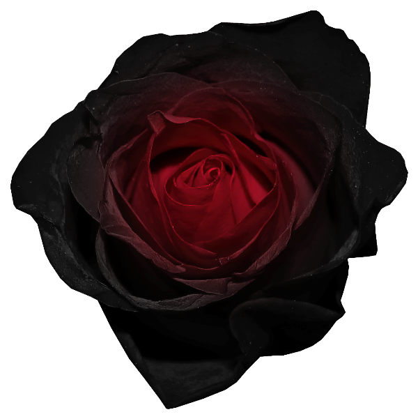 Red and Black Rose PNG Picture