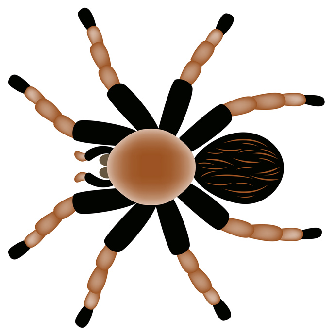 Vector Spider - Tarantula