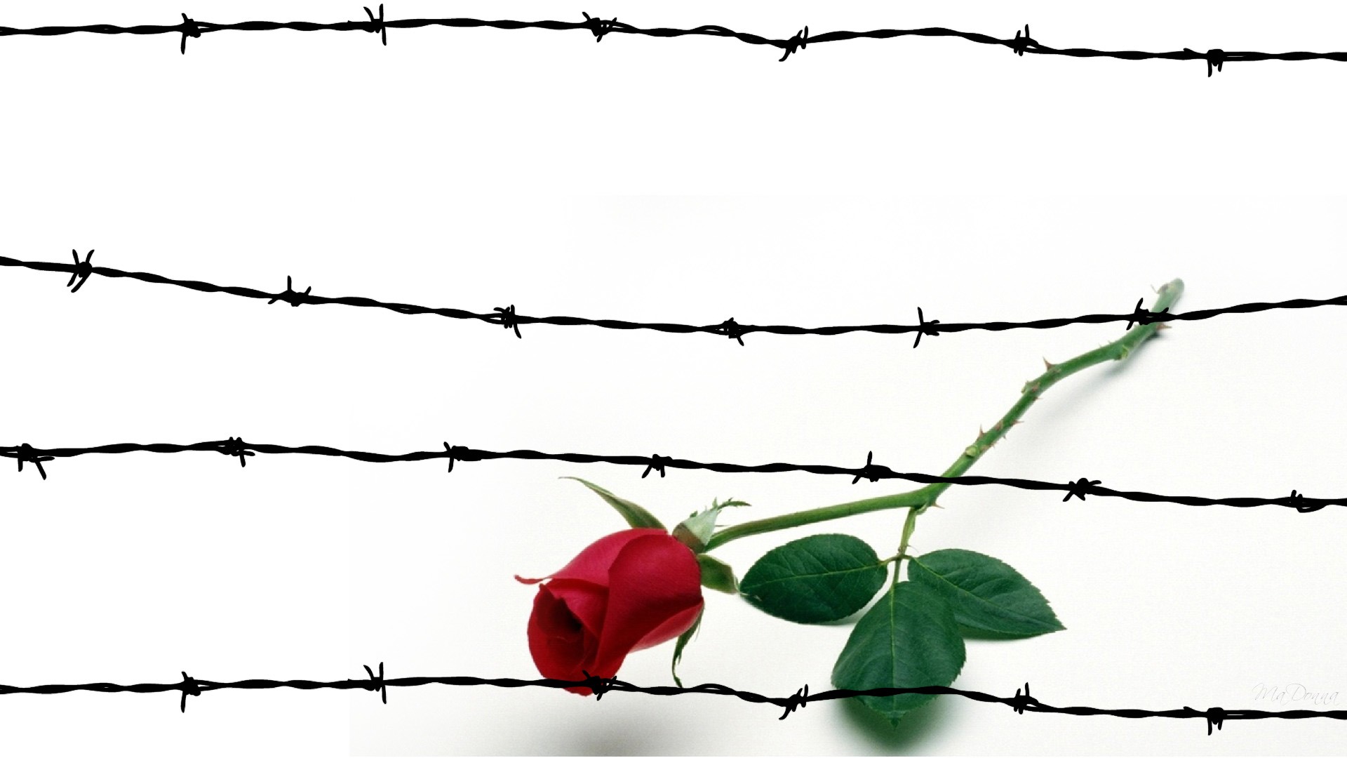 Barbed Wire Cartoon - ClipArt Best - ClipArt Best