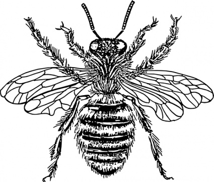Bee Line Art - ClipArt Best