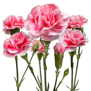 color i need for carnation tattoo | Next tat | Pinterest