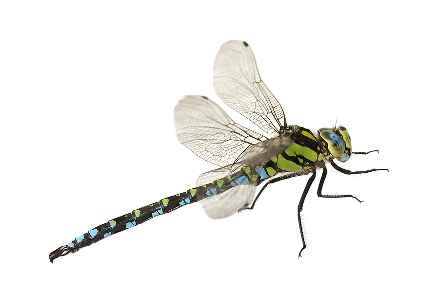 Dragonflies - Pest Control, Facts & Information | pest-control.com