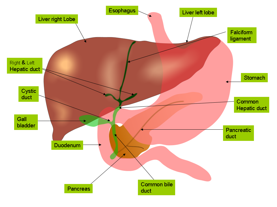 Anatomy of the Liver and Gallbladder- Small Intestine and ...