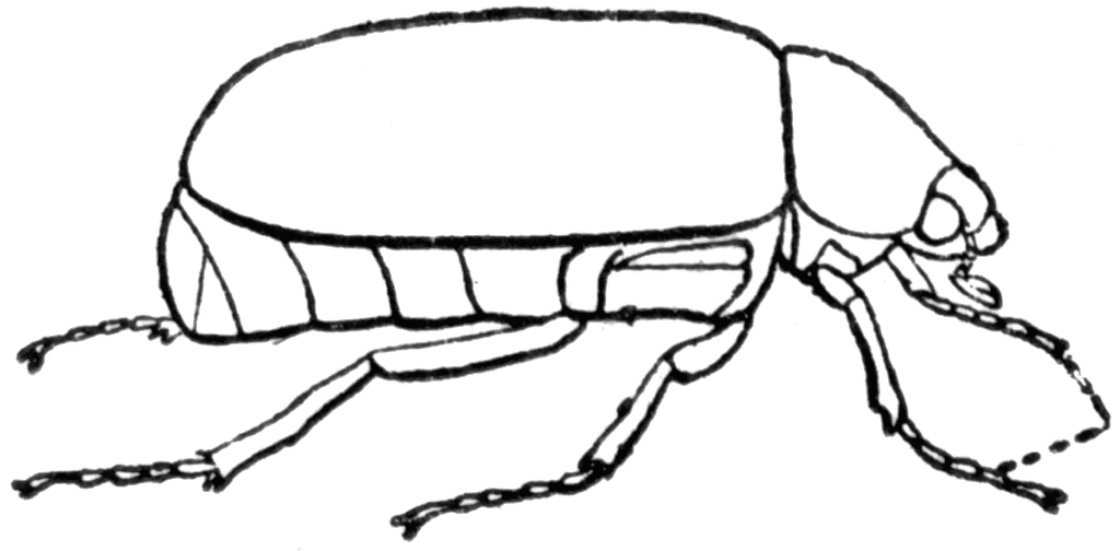 May Beetle | ClipArt ETC
