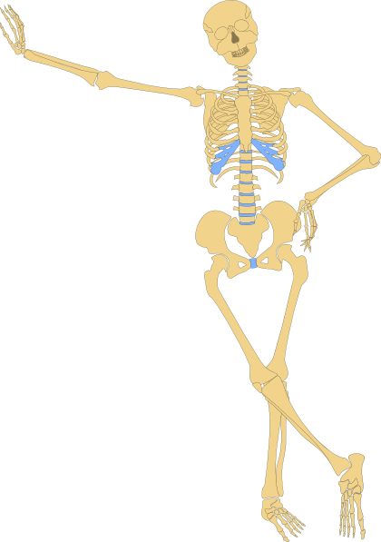 Human Skeleton Outline clip art - vector clip art online, royalty ...