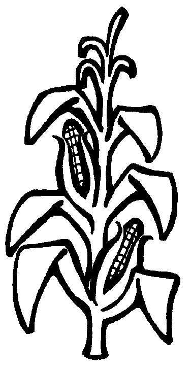 Black And White Corn Stalk Clip Art Images & Pictures - Becuo