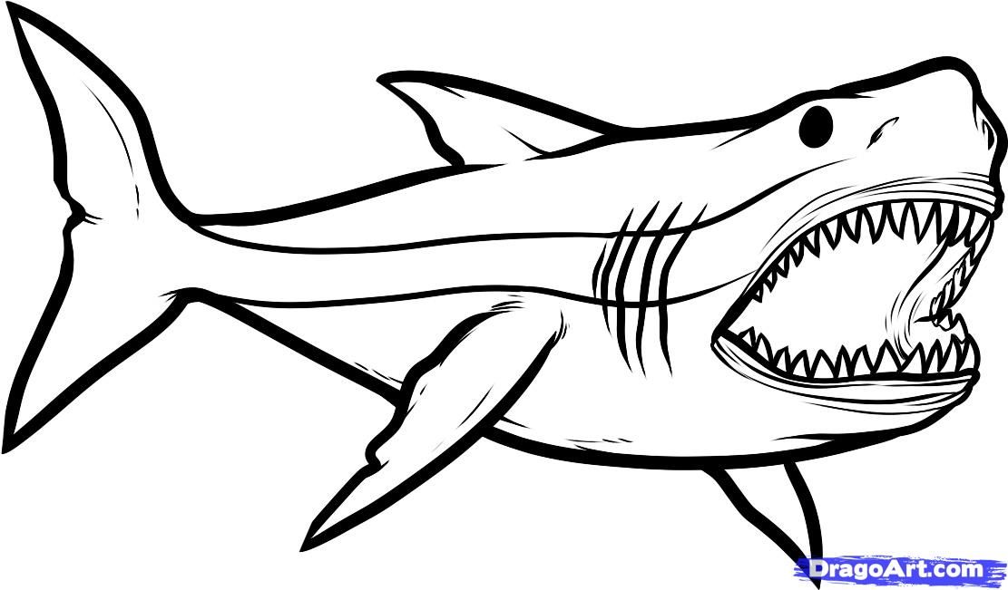 How To Draw A Shark Step By Step Images & Pictures - Becuo