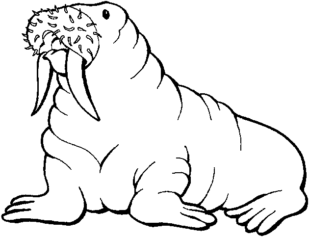 Walrus Coloring Pages Kentbaby - ClipArt Best - ClipArt Best