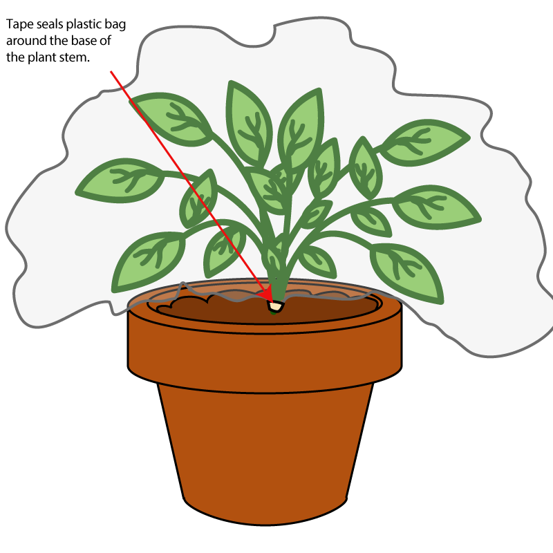 Transpiration Experiment | Education.com