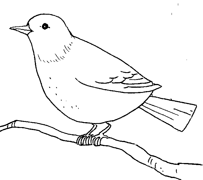 bird outline