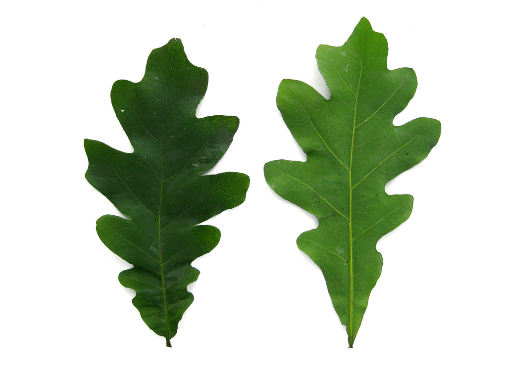 free clip art oak leaf - photo #31
