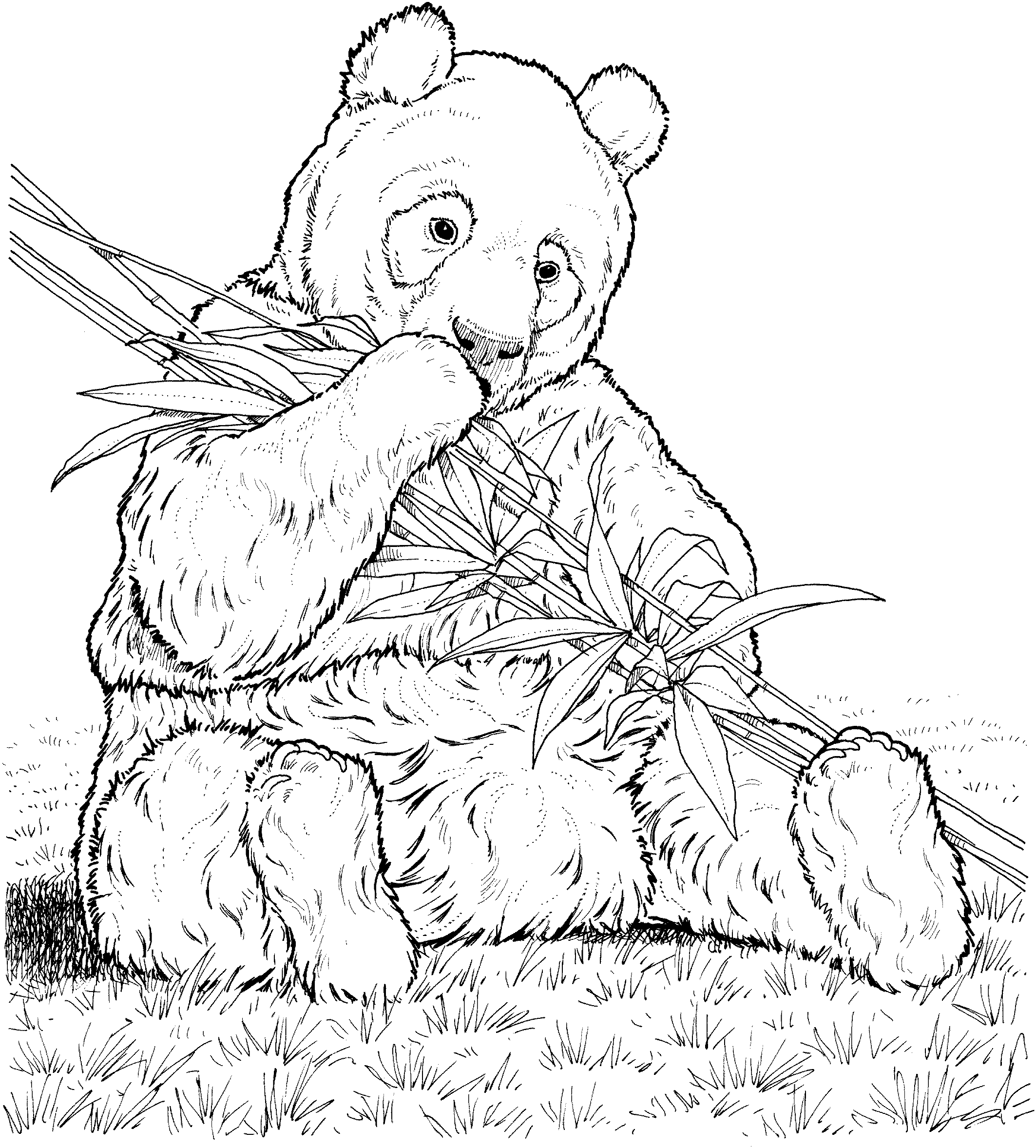 Free Panda Bear Coloring Pages