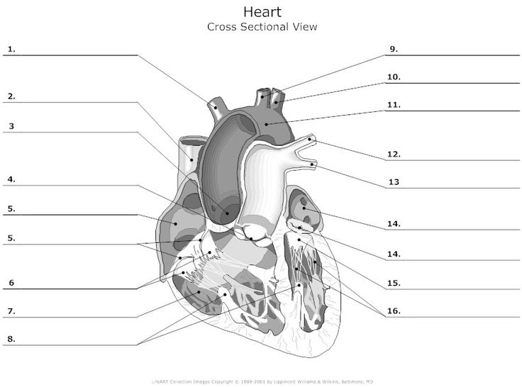 Cross Sectional View of the Human Heart Unlabeled | the heart ...