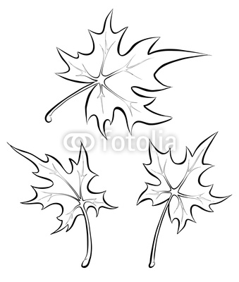 Japanese Maple Leaf Drawing - Gallery