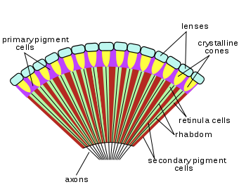 File:Insect compound eye diagram.svg - Wikimedia Commons
