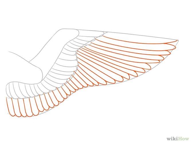 How to Draw Wings: 12 Steps (with Pictures) - wikiHow