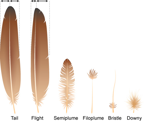 Feathers | ASU - Ask A Biologist