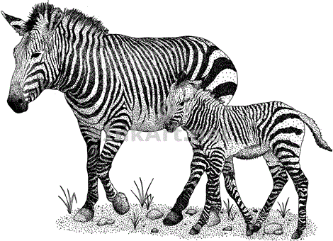 Mountain Zebra and young Stock Art Illustration