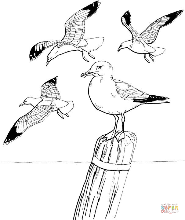 Seagulls coloring pages | Free Coloring Pages