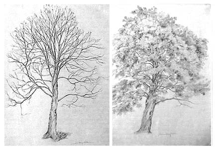 Joan Berg VICTOR Drawings from Nature