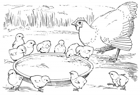 Coloring Pages For Chickens Clipartsco