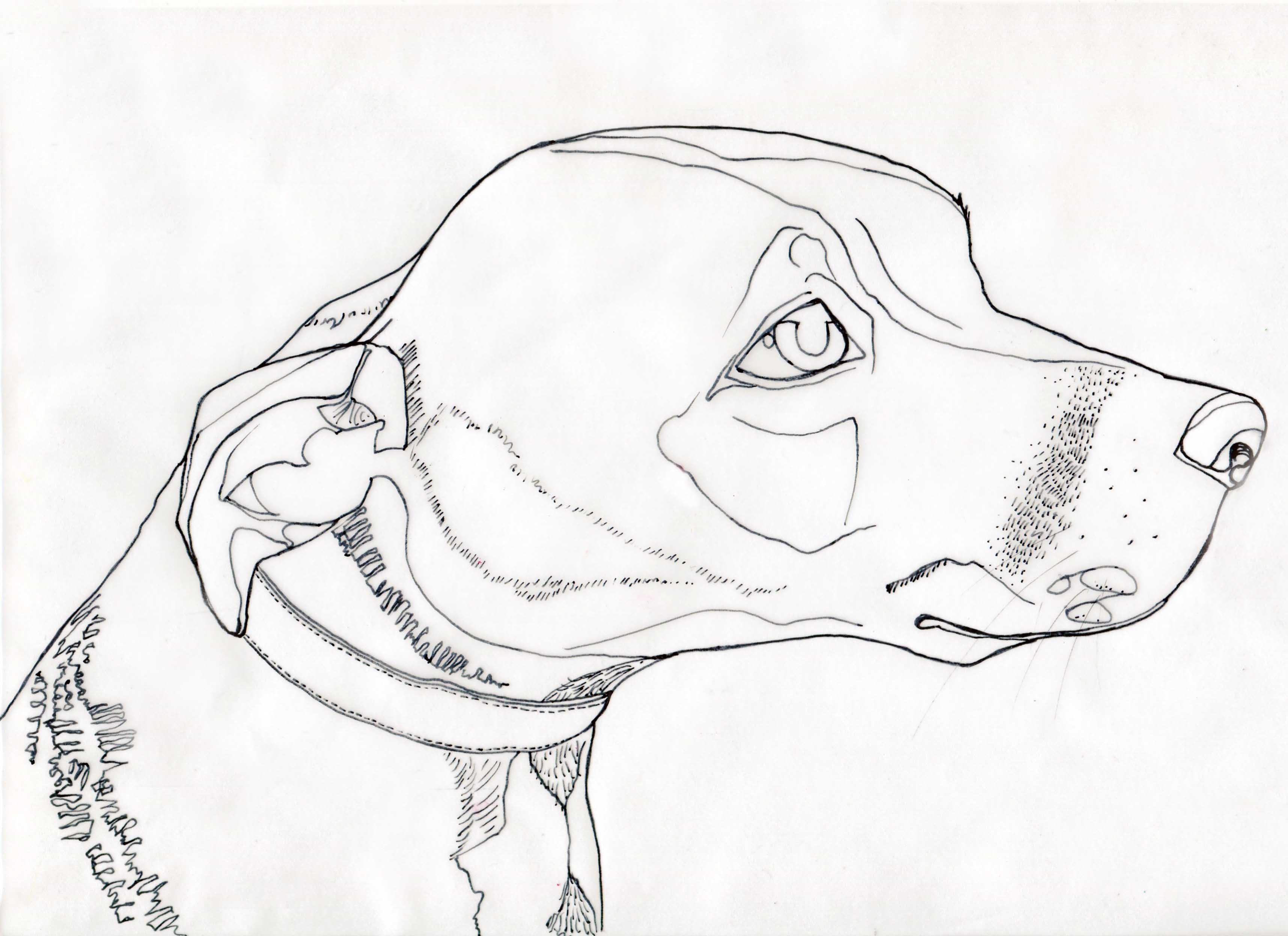Line Drawing Of Animals - Cliparts.co