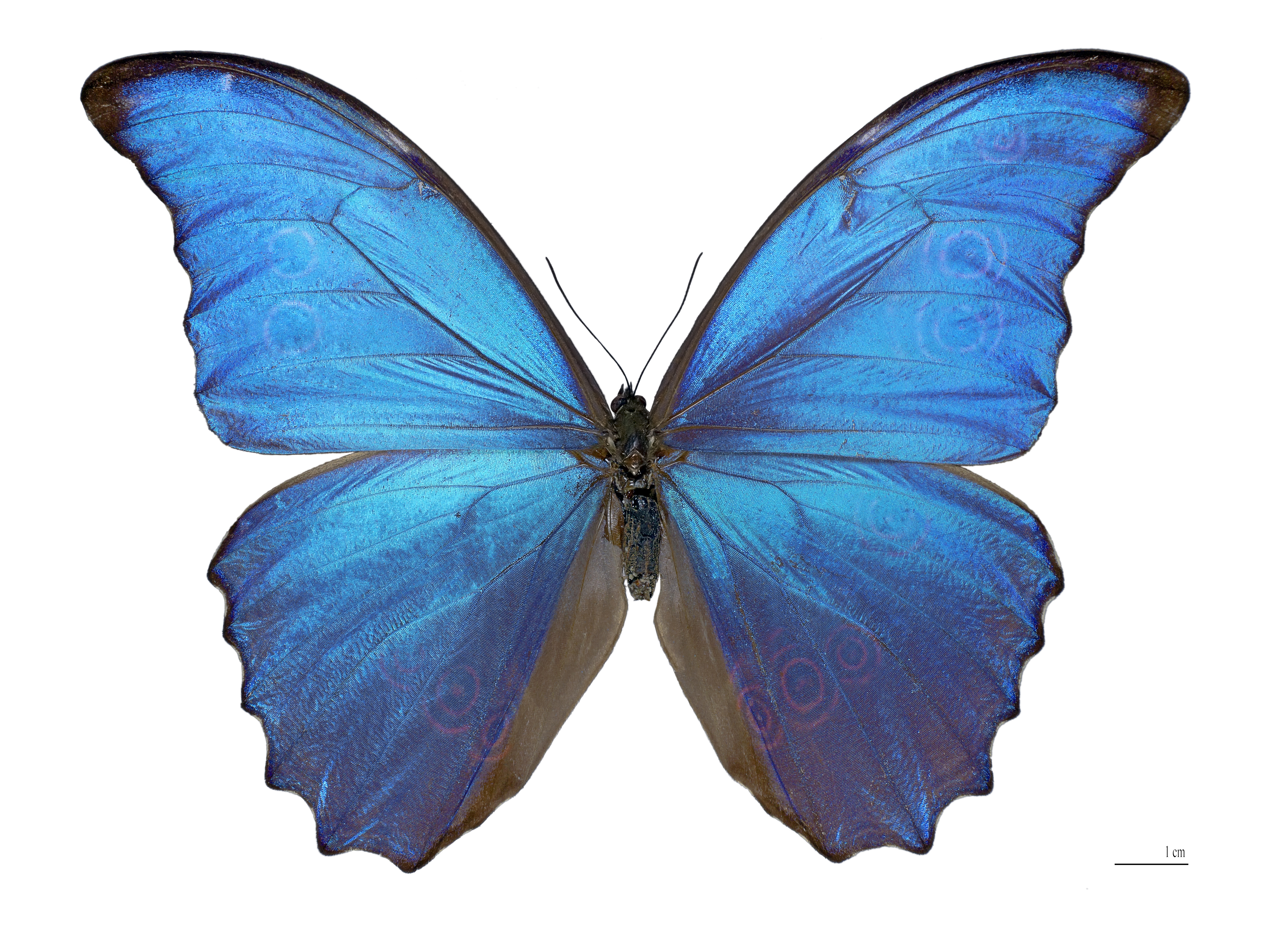 Damien Hirst's butterflies: distressing but weirdly uplifting ...