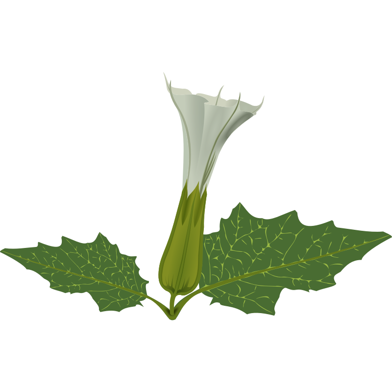 Clipart - stramonium flower