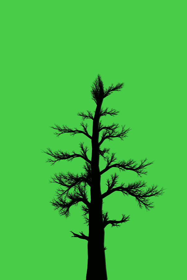 Simple Tree Clipart by Lj Lambert - Simple Tree Clipart Photograph ...