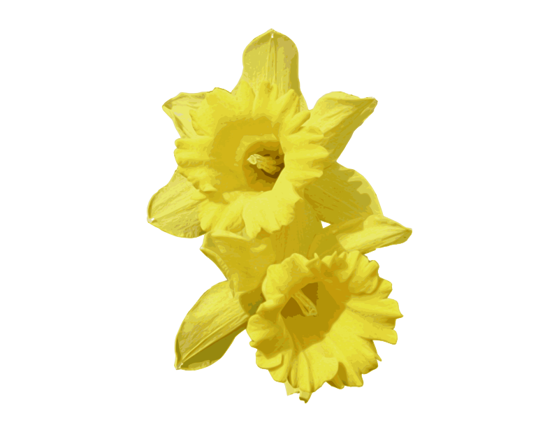 clipart daffodils images - photo #30