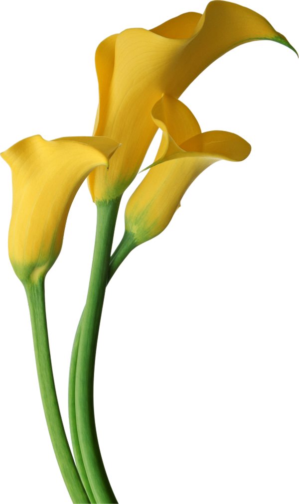 Yellow Transparent Calla Lilies Flowers Clipart
