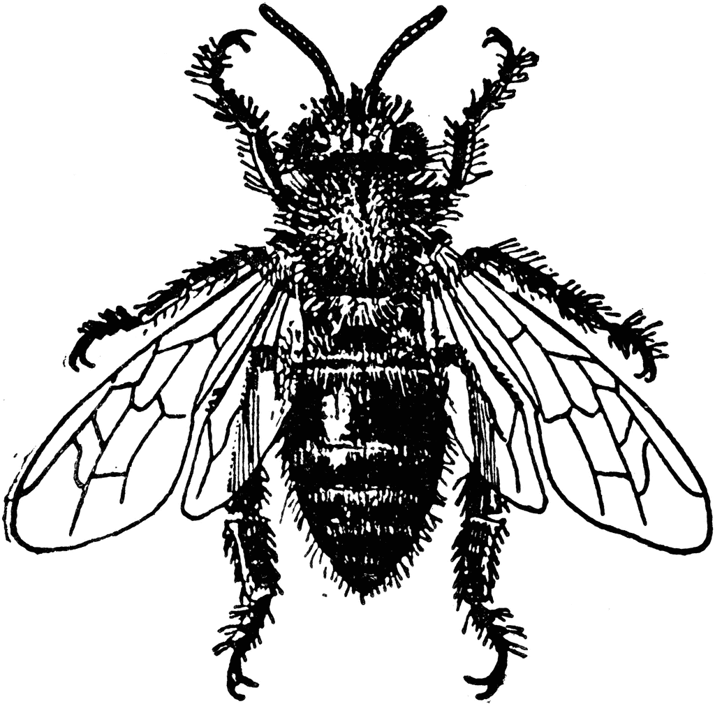 Honey Bees | ClipArt ETC