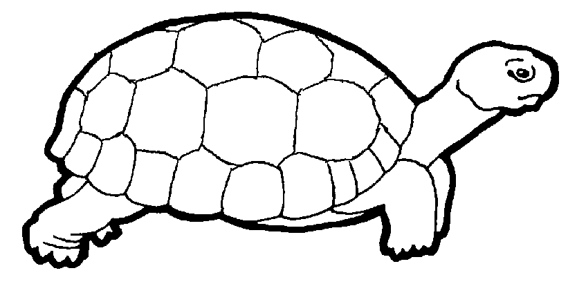 turtle outline – 834×411 kids coloring pages, printable coloring ...