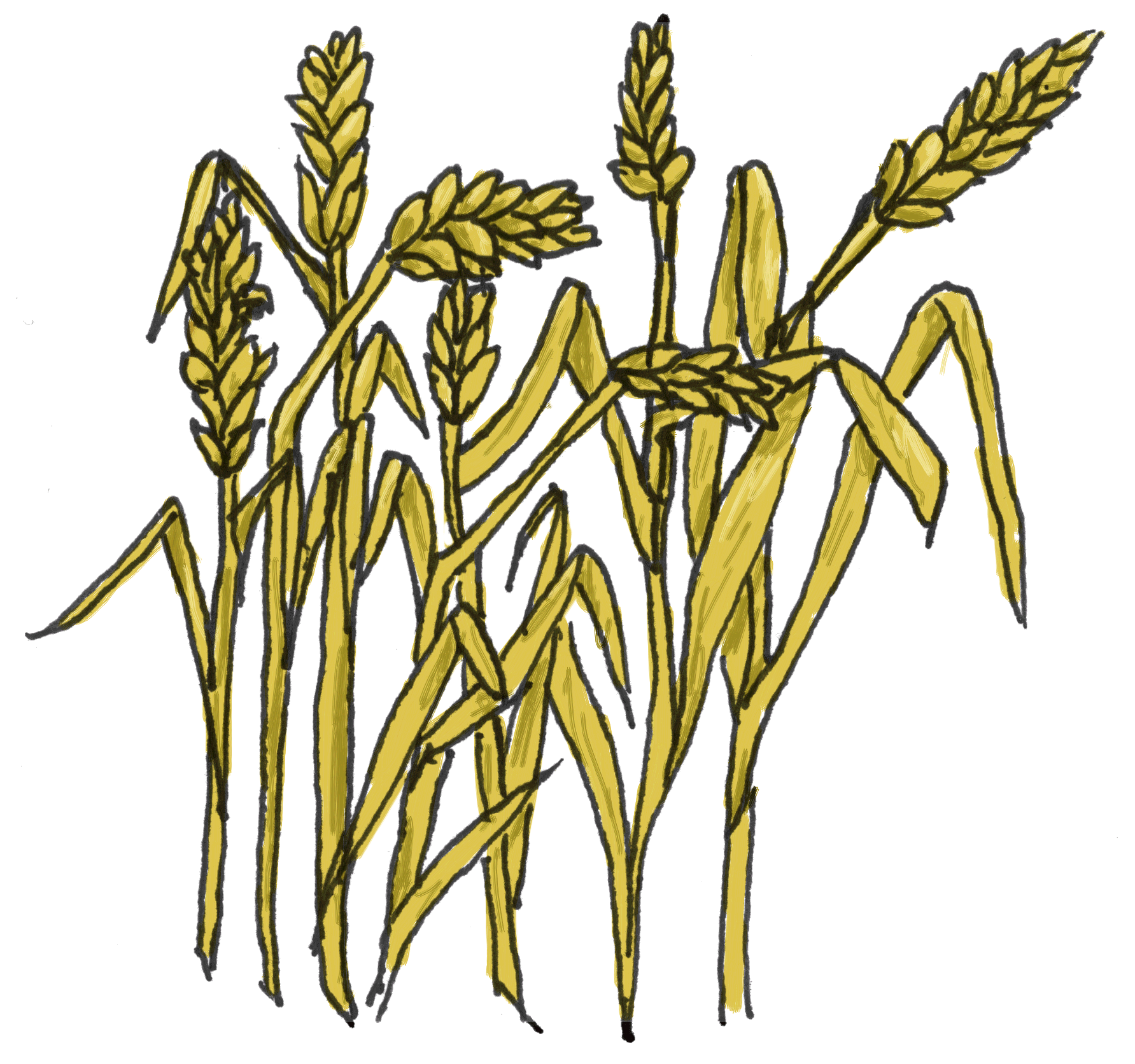 Wheat Clip Art - ClipArt Best