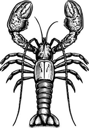 Stock Illustration - A black and white drawing of a lobster