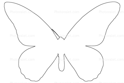 Butterfly outline, line drawing Images, Photography, Stock ...