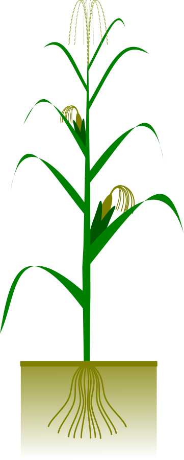 Maize plant Clipart | Clipart Panda - Free Clipart Images