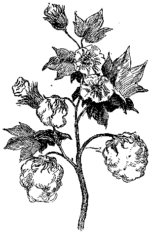 Cotton Plant Drawing - Cliparts.co